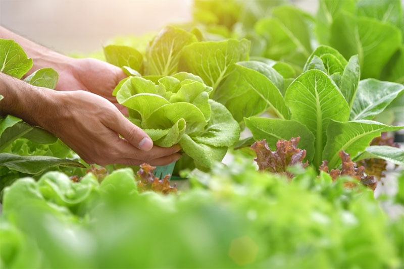 Hướng Dẫn Cách Trồng Rau Sạch Tại Nhà Cho Người Mới Bắt Đầu